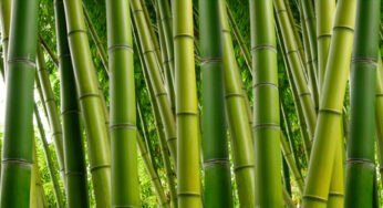 Bamboo Toilet Paper: The Green and Sustainable Choice