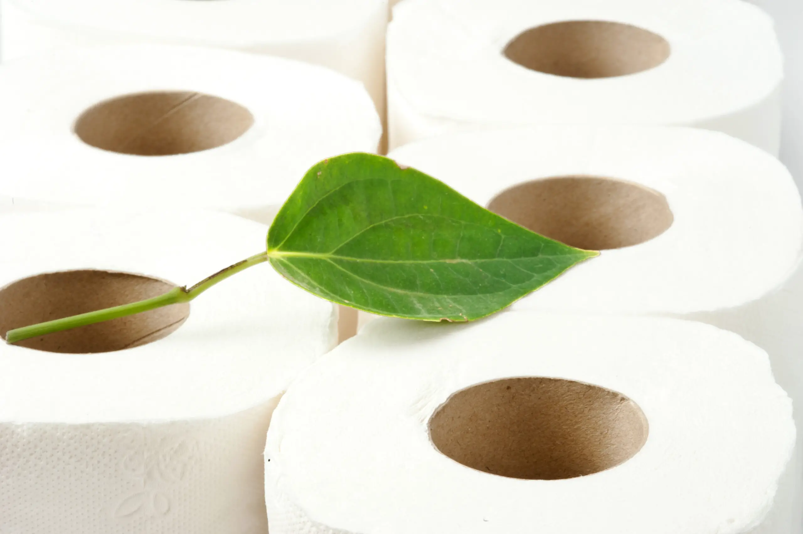 rolls of toilet paper with the leaf