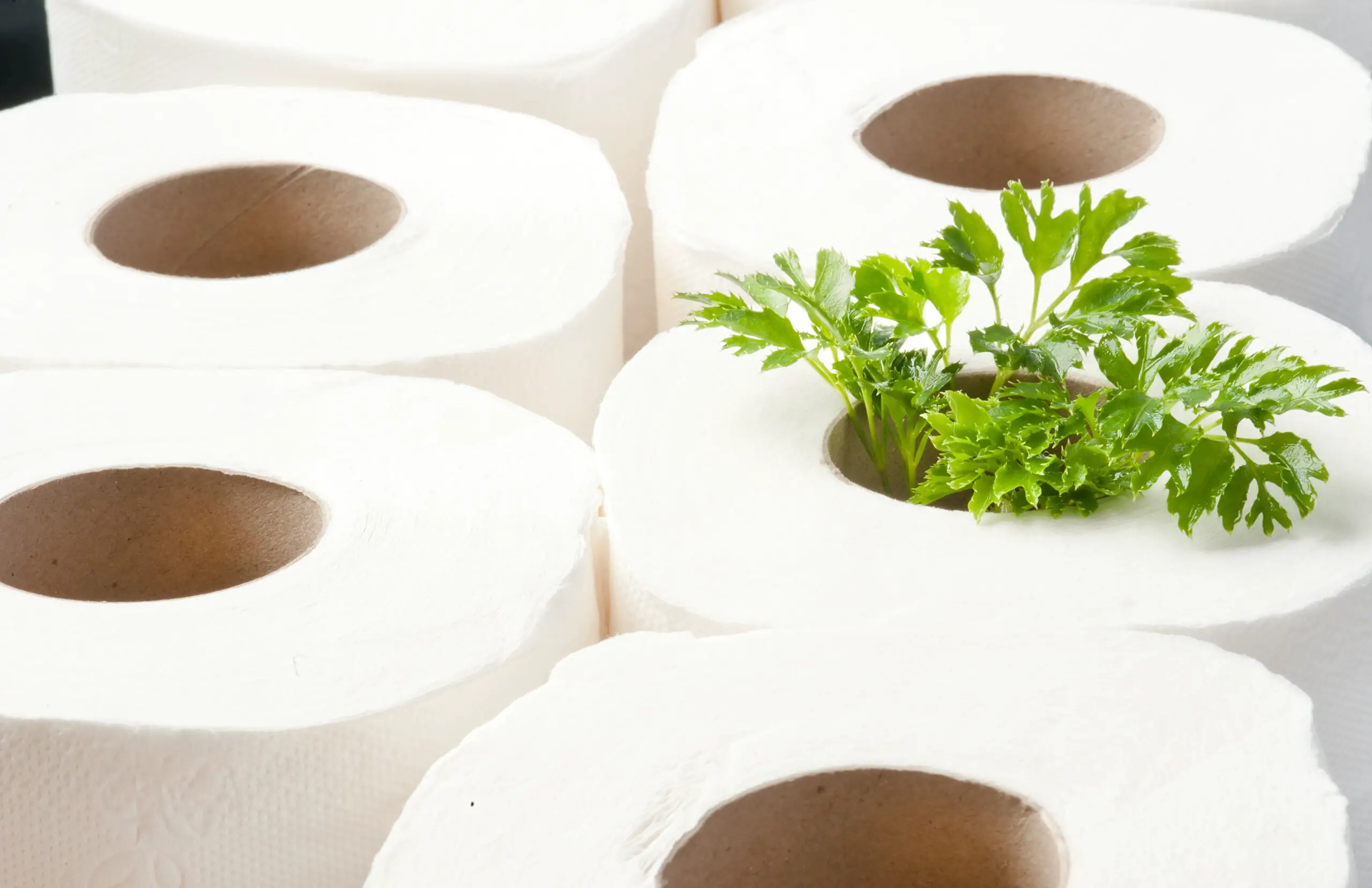 rolls of toilet paper with the plant inside