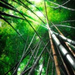 An image showcasing a lush bamboo forest, with thick stalks reaching towards the sky