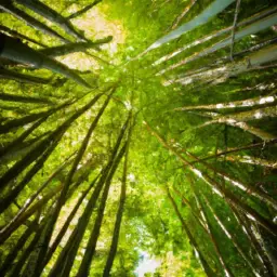 An image showcasing a lush green bamboo forest with sunlight filtering through the tall stalks, emphasizing the natural beauty and sustainability of bamboo