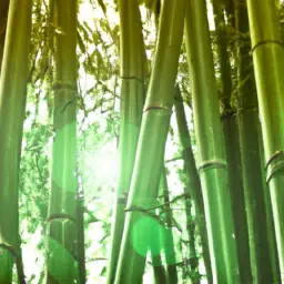 An image showcasing a lush bamboo forest with sunlight filtering through the leaves