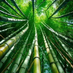 An image showcasing a serene bamboo forest, highlighting the lush green leaves and tall, slender stalks